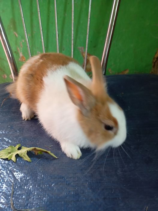 Sprzedam samczyka miniaturkę