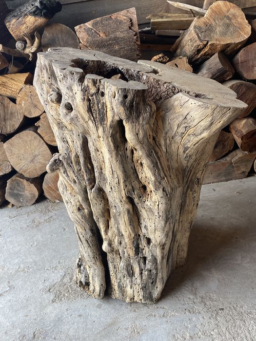 Tronco de figueira + de 300 anos