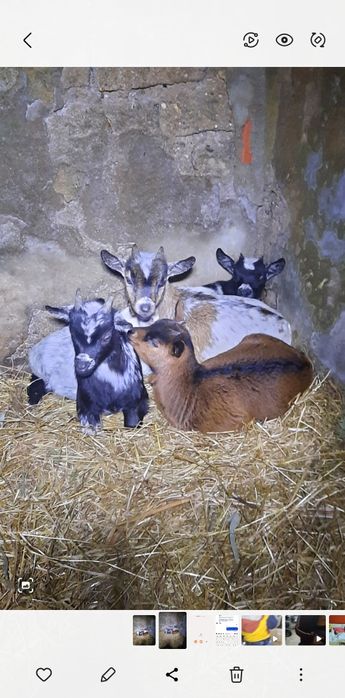Cabrito anão 4 meses