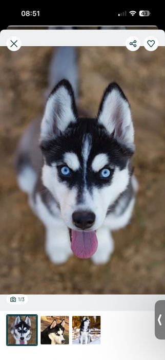 Roczna Suczka Husky z rodowodem