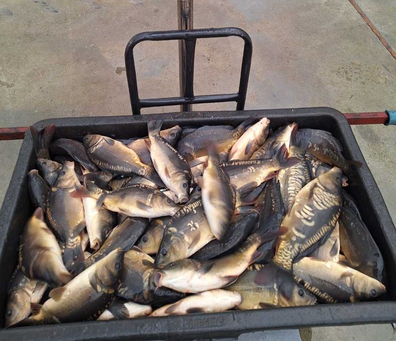 Sprzedam Karpia Kroczka