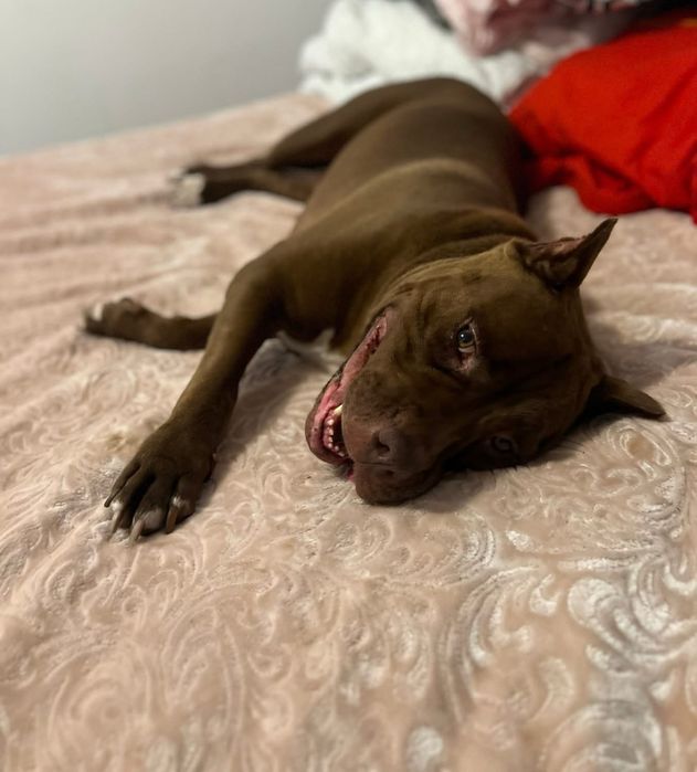 Piesek Coco rasy Pit Bull szuka domku