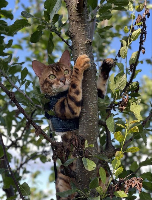 Бенгальський котик.Бенгал