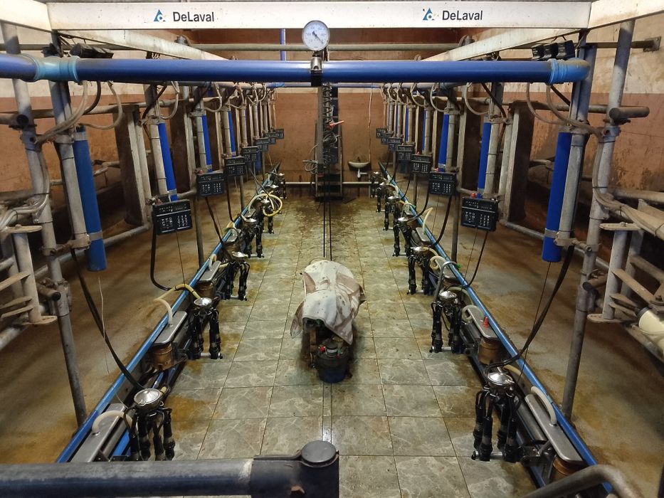 Hala udojowa de laval rybia ość 2x7 stacja paszowa komplet trasp 140