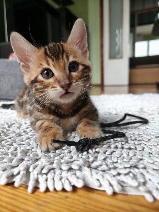 Бенгальские котята