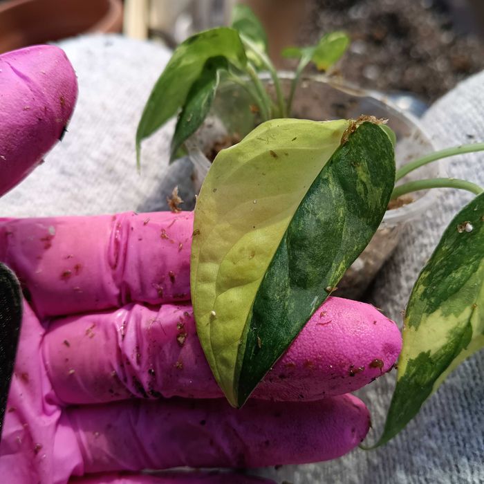 monstera mayuna variegata-sadzonki wstępnie ukorzenione