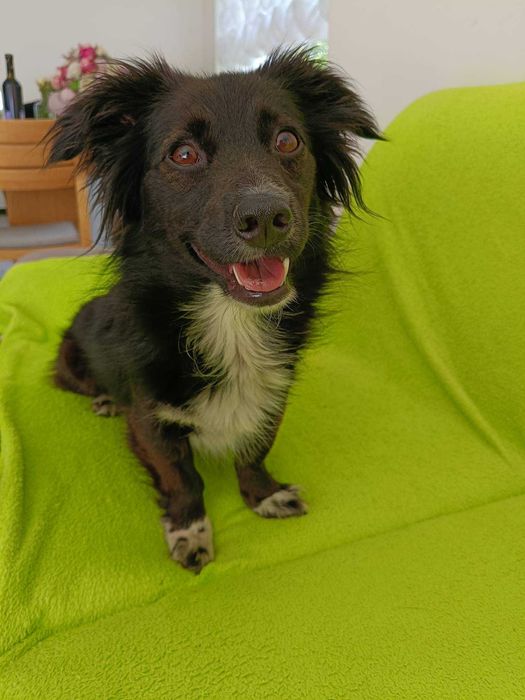 Abi poleca się do adopcji