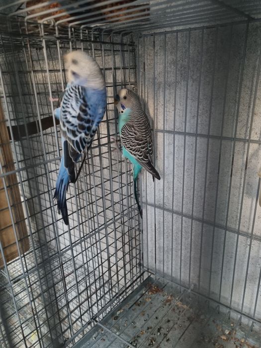 Casal periquitos azul