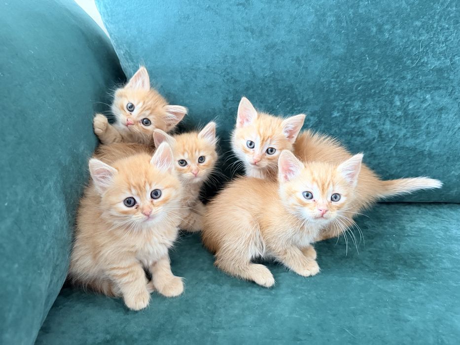 Кошенята 2 місяці