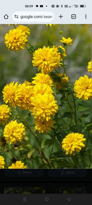 Rudbekia owłosiona naga, odętka werbena