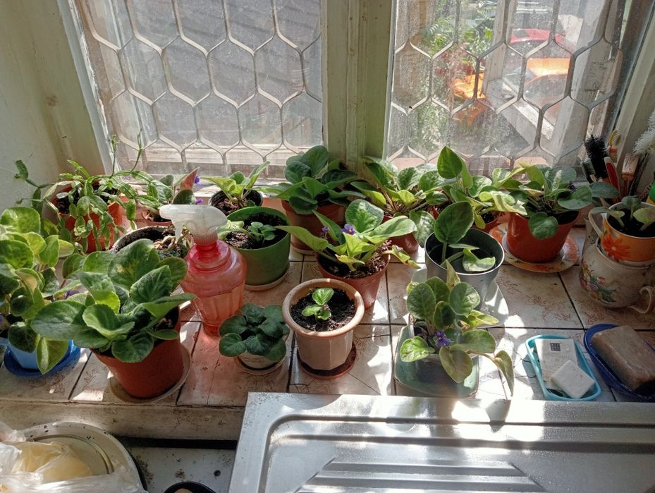 Комнатные растения, ,цена договорная