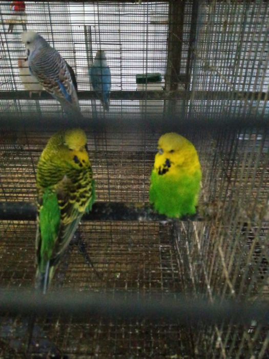 Periquitos Ingleses