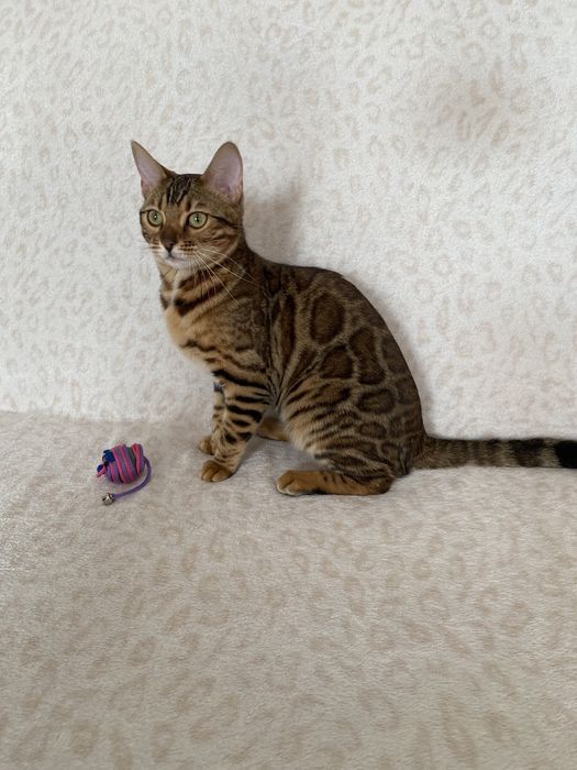 Бенгалькая кошка 7 мес
