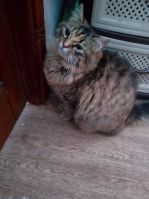 Віддам кішечку. Безкоштовно.