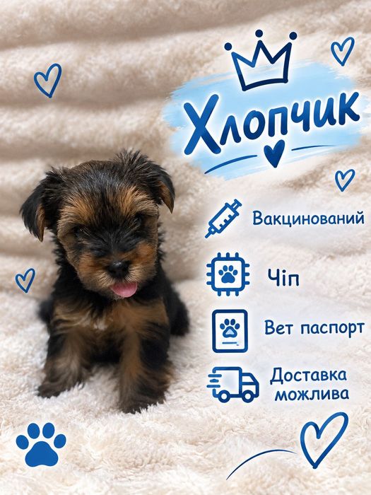 Йоркширский терʼєр.Чудові малюки