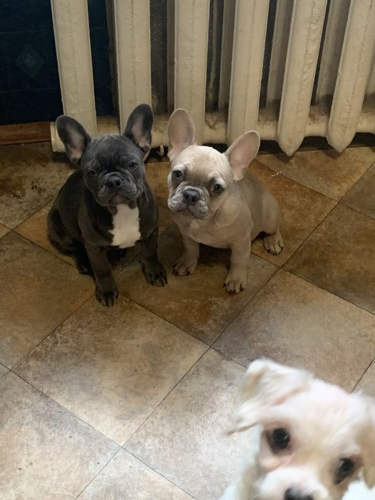 Девочка французик. Изабеллова мерле