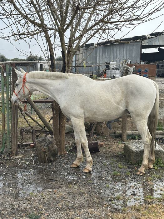 Cavalo Castrado para aulas com 12 anos