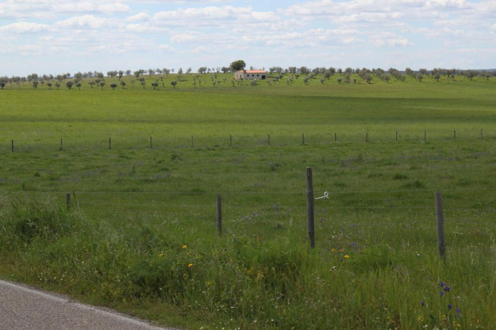 Monte alentejano Alter do Chão
