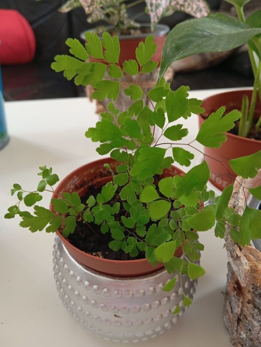 Plantas naturais 5 euros