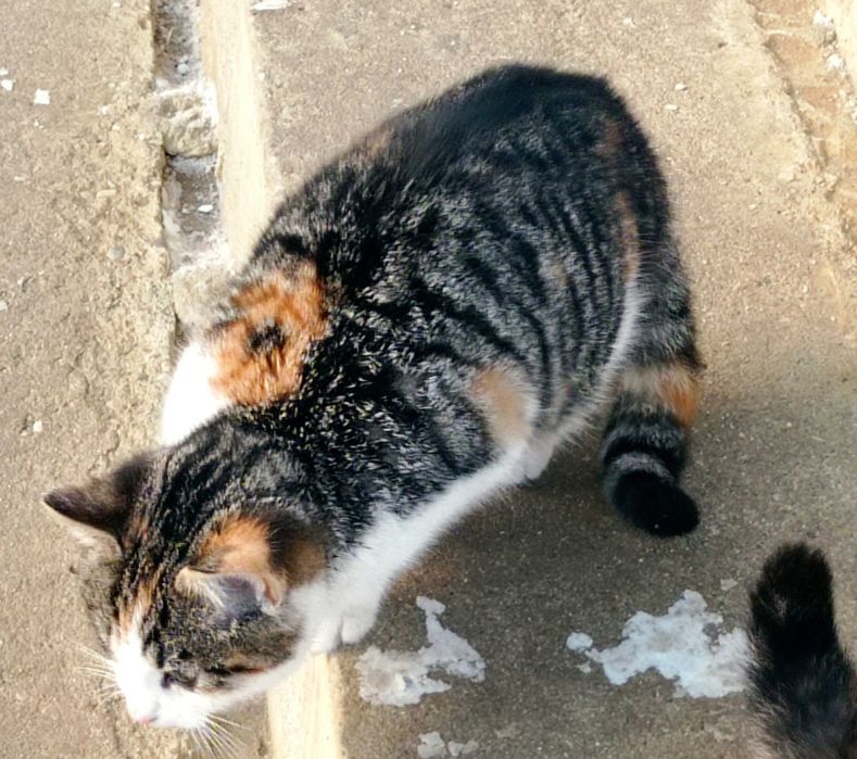 Oddam kotki w dobre ręce