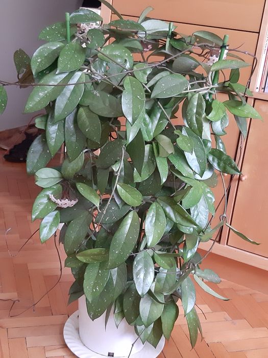 Duża kwitnąca  hoya