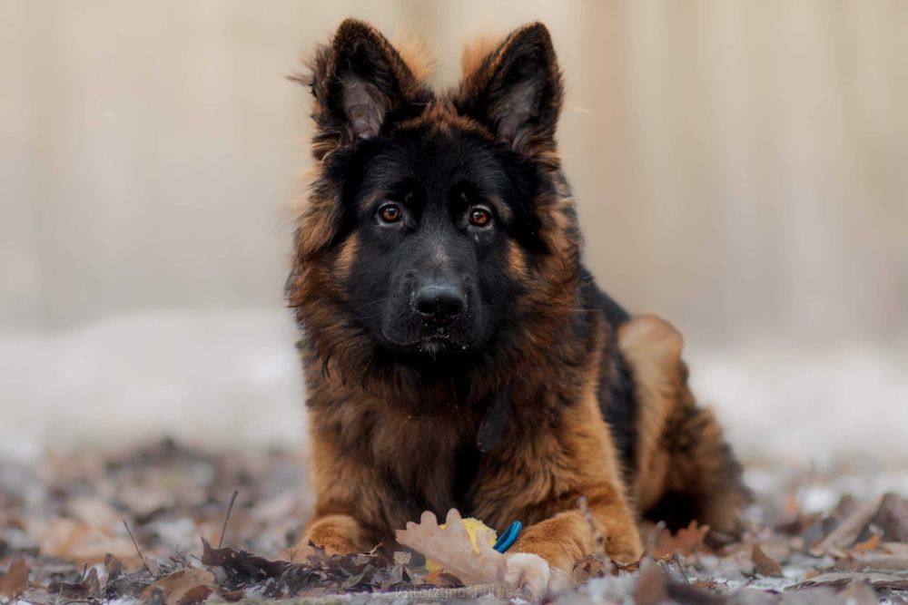 Key cudowny pies szuka cudownego człowieka