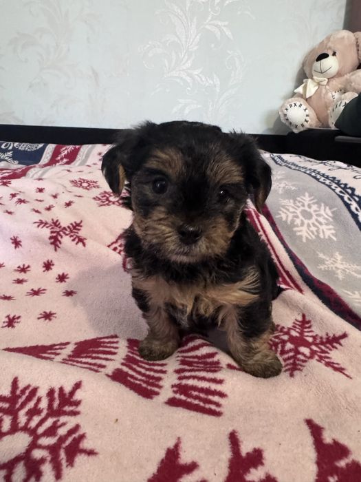 Йоркширський терєр