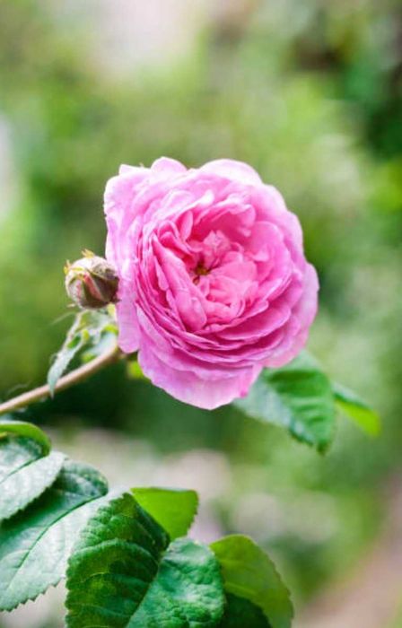 Варенье из лепестков чайной розы