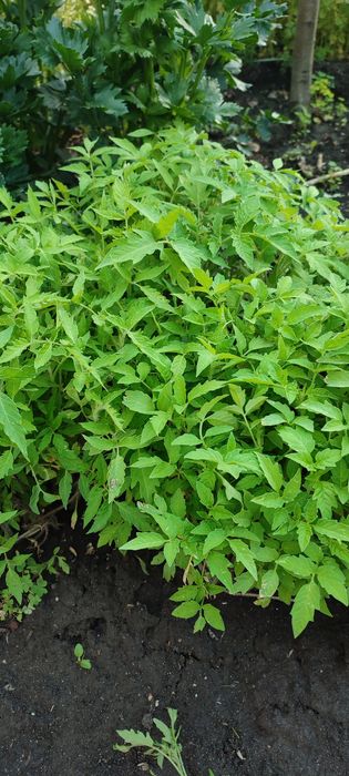 Рассада помидор грунтовая