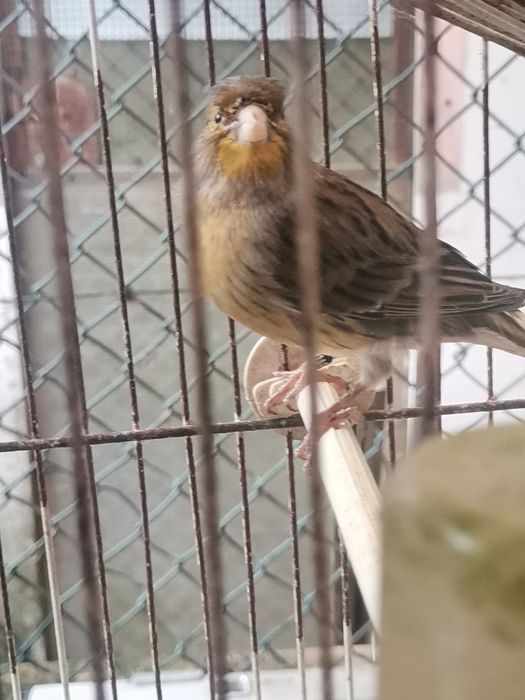 Vendo 2 machos Canários