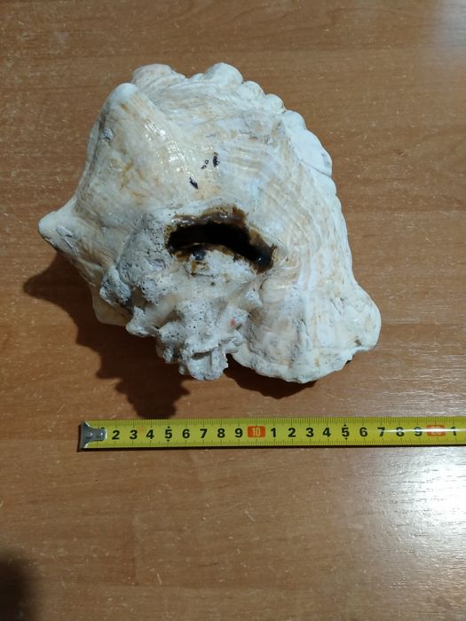 Ракушка большая океаническая 25х18х13см.