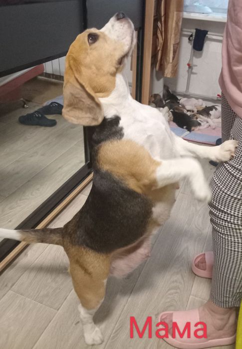 Цуценята бігля, шукають родину