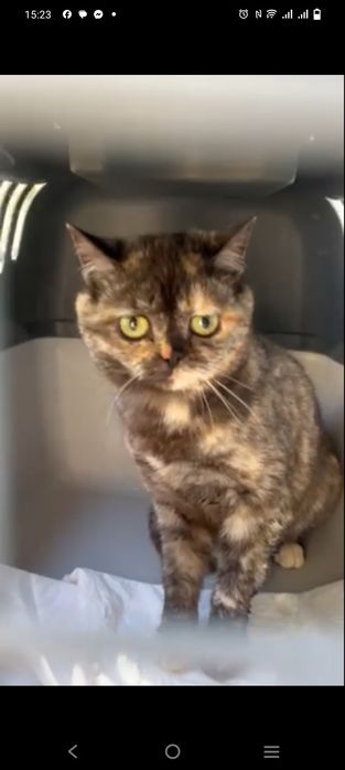 Щенки та котики добрі руки