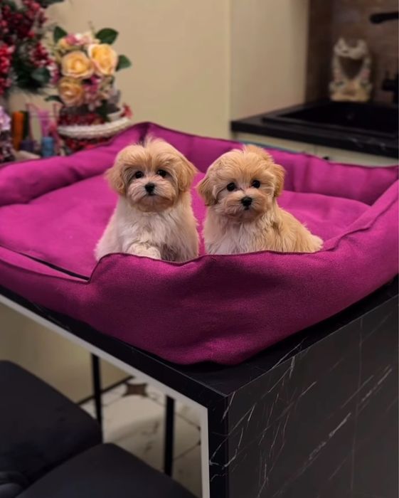 Міні карамельні цуценята мальтіпу. Найкрасивіші мальтіпу ф1