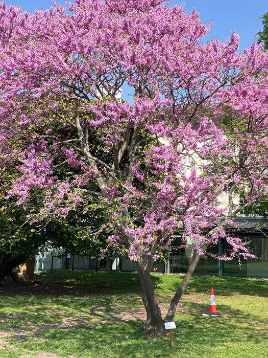 Cercis siliquastrum – judaszowiec wschodni – 5 nasion