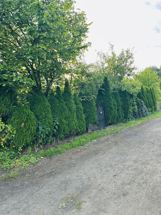 Dzialka w Dąbiu ROD„Nowe osiedle” - Więcej