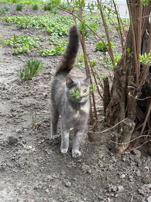 Кошеня безкоштовно дівчинка