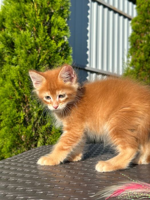 Leonardo-Kocurek Maine Coon