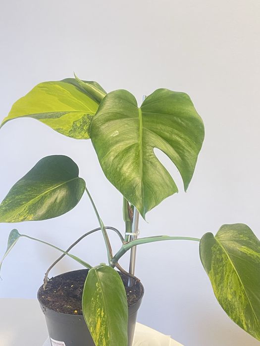 Planta Monstera. Aurea variagata