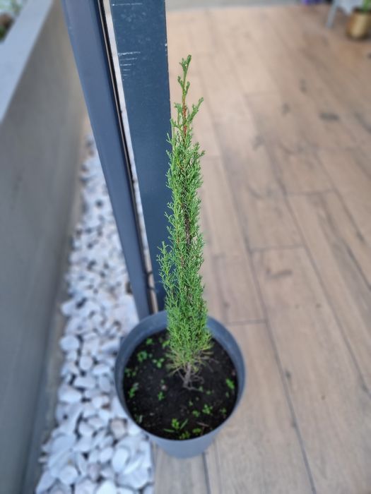 Plantas jardim decoração