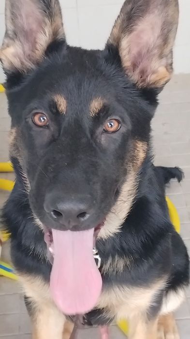 Cachorro   pastor alemão