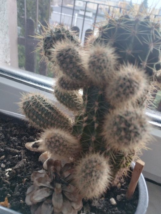 Oddam małe kaktusy sadzonki