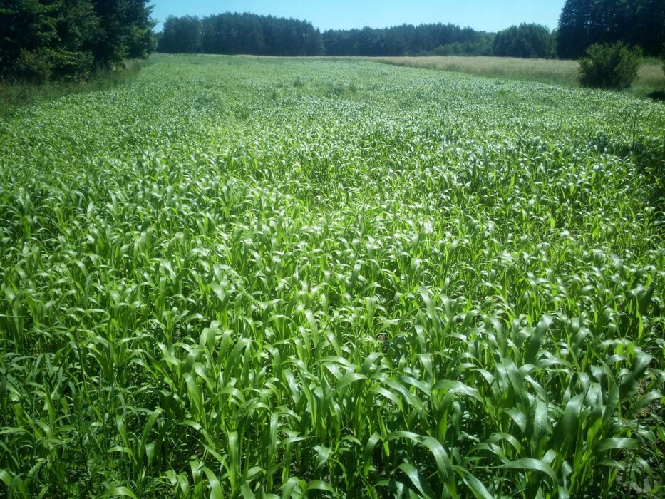 Sorgo na kiszonkę, mieszaniec sorga i trawy sudańskiej, sorgo na 1 ha