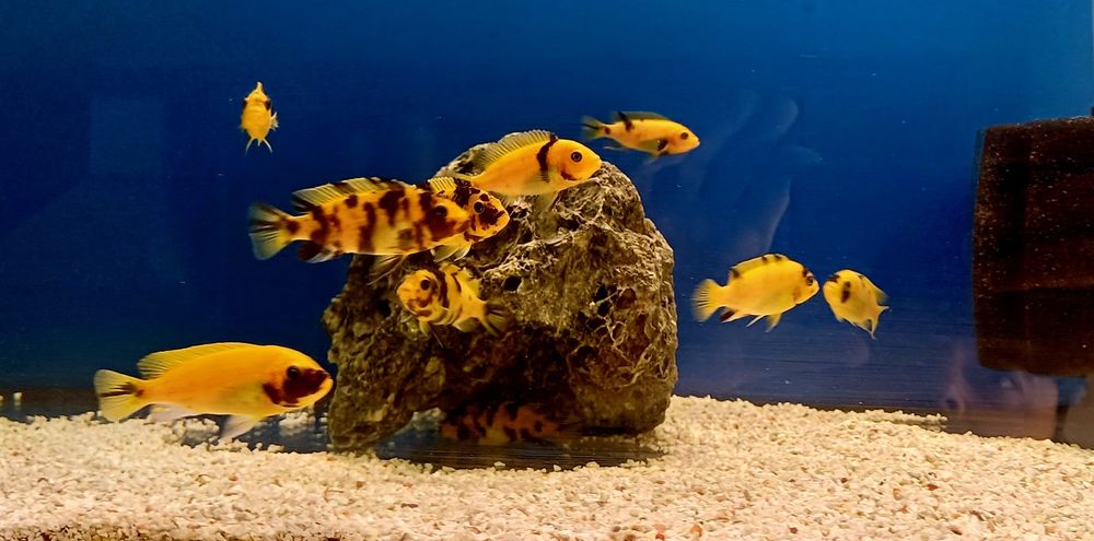 Ryby , rybki , pyszczak , pyszczaki Malawi