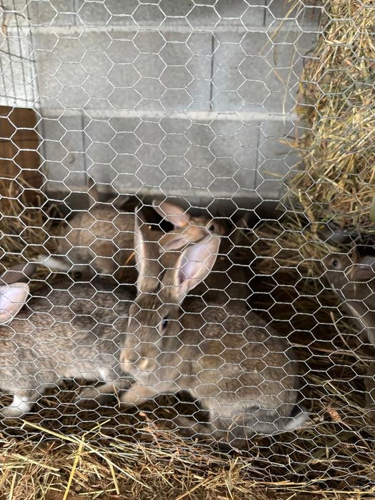 Coelhos  flandres cruzados con raca portuguesa
