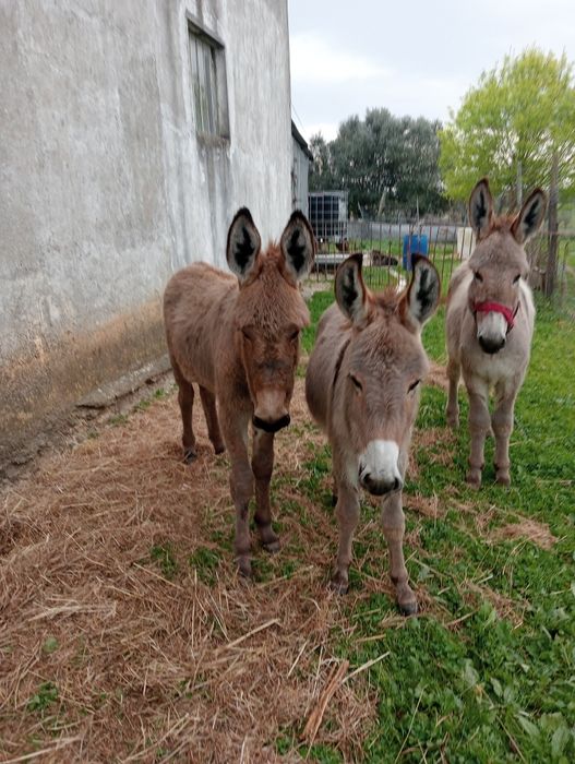 Segue para venda duas burrinhas e um burro