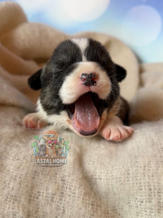 Welsh  Corgi Cardigan Dziewczynka Suczka