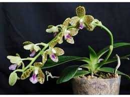 Орхідея Sedirea japonica x Vandopsis parishii