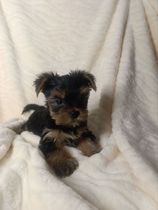 Йоркширський тер'єр