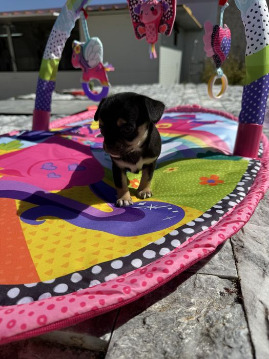 Chihuahua Excelente Linhagem